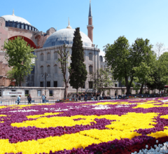 В Стамбуле пройдет фестиваль тюльпанов