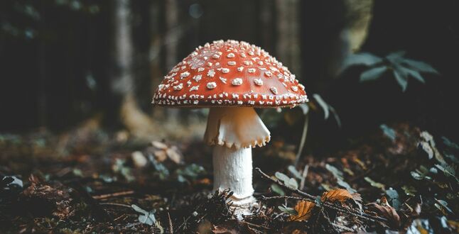 В резиденции Карла III туристы услышат голоса грибов и лишайников