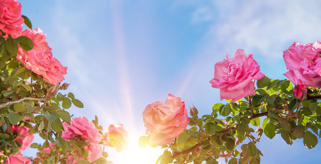 На Кипре пройдет фестиваль роз 