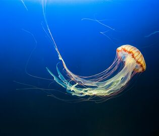 В Анталье нашествие гигантских медуз