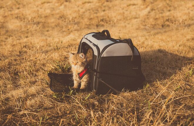 «Аэрофлот» разрешил провозить животных на соседнем кресле