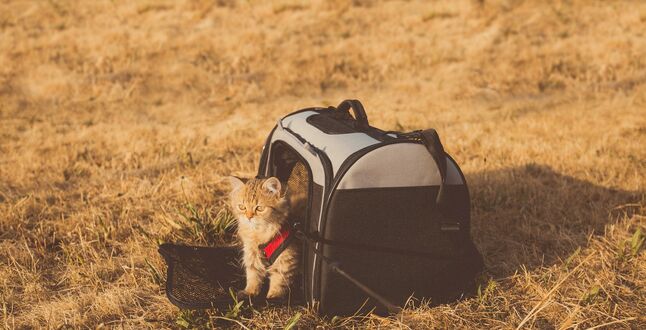 «Аэрофлот» разрешил провозить животных на соседнем кресле