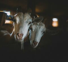 На итальянском острове бесплатно раздают козлов