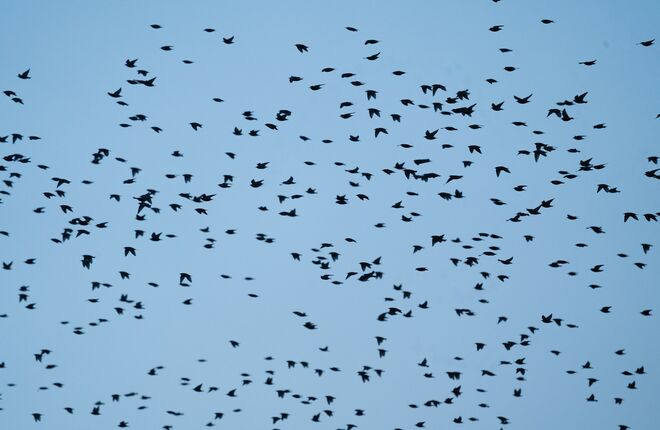 Аэропорт Стамбула перестал принимать рейсы из-за нашествия скворцов Аэропорт Стамбула перестал принимать рейсы из-за нашествия скворцов