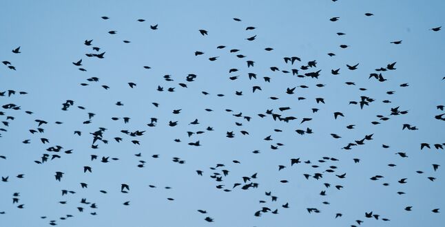 Аэропорт Стамбула перестал принимать рейсы из-за нашествия скворцов