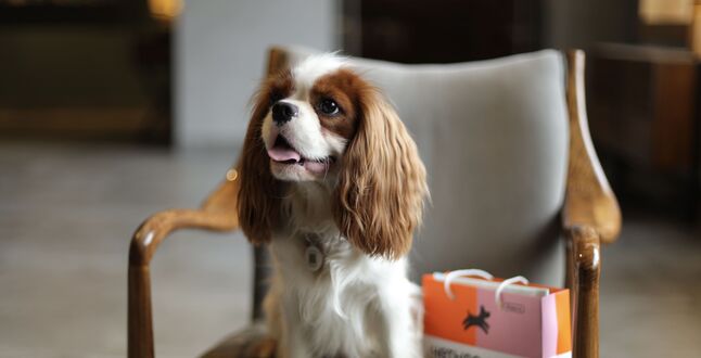 Отели во Владимирской и Тамбовской областях сделали тревел-сеты для питомцев