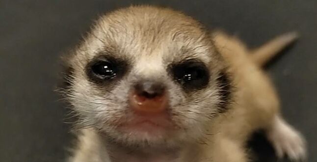 В Подмосковье выходили 21-граммового малыша-суриката