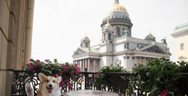 Отели Петербурга запускают программу для гостей с питомцами