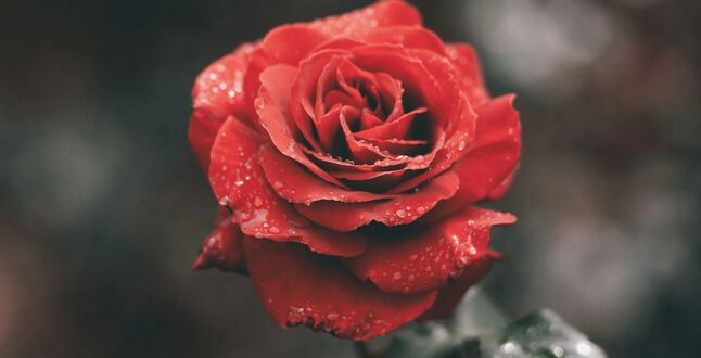 ЕС запретил поставки роз и рододендронов в Россию