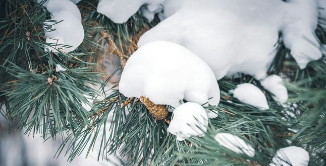 Московский снегопад стал одним из сильнейших за 146 лет