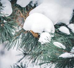 Московский снегопад стал одним из сильнейших за 146 лет Московский снегопад стал одним из сильнейших за 146 лет