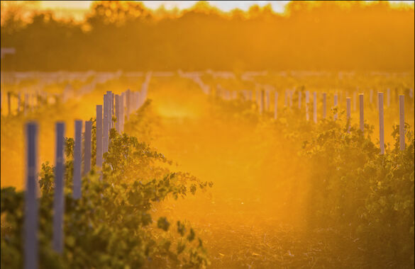 В Wine Folly представят вина «Винодельни Ведерниковъ» 