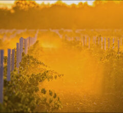 В Wine Folly представят вина «Винодельни Ведерниковъ» 