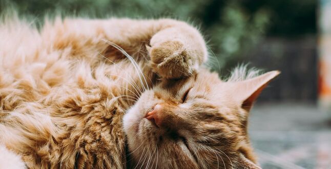 Швеция ввела наказание за скуку домашних кошек