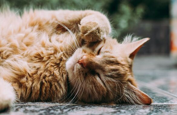 Швеция ввела наказание за скуку домашних кошек