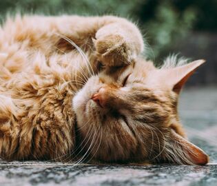 Швеция ввела наказание за скуку домашних кошек