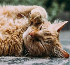 Швеция ввела наказание за скуку домашних кошек Швеция ввела наказание за скуку домашних кошек