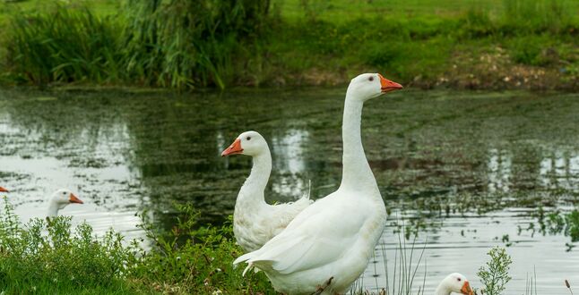 В Германии гуси испортили выставку растений