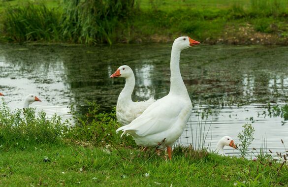В Германии гуси испортили выставку растений