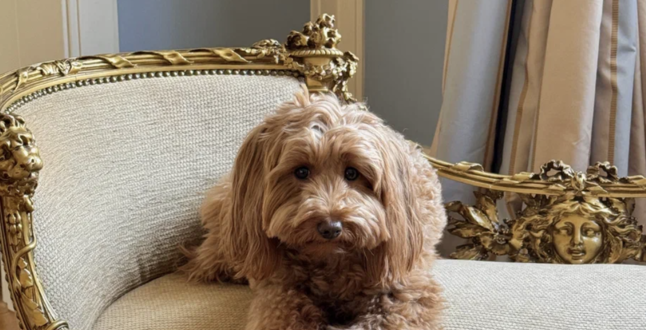 «Гранд Отель Европа» запустил программу для размещения с домашними любимцами