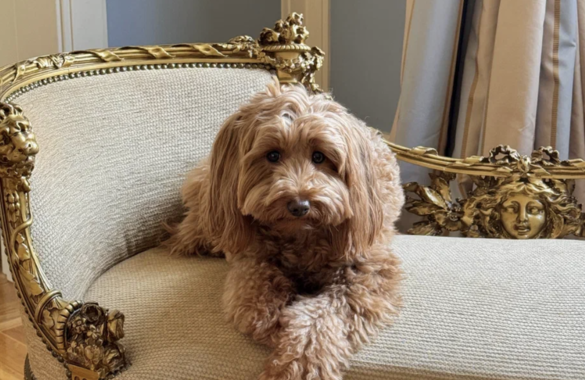 «Гранд Отель Европа» запустил программу для размещения с домашними любимцами