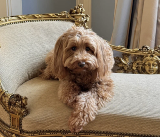 «Гранд Отель Европа» запустил программу для размещения с домашними любимцами