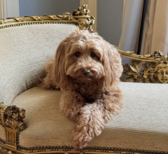 «Гранд Отель Европа» запустил программу для размещения с домашними любимцами