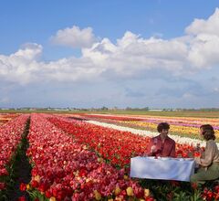 ANANTARA GRAND HOTEL KRASNAPOLSKY AMSTERDAM предлагает полюбоваться тюльпанами